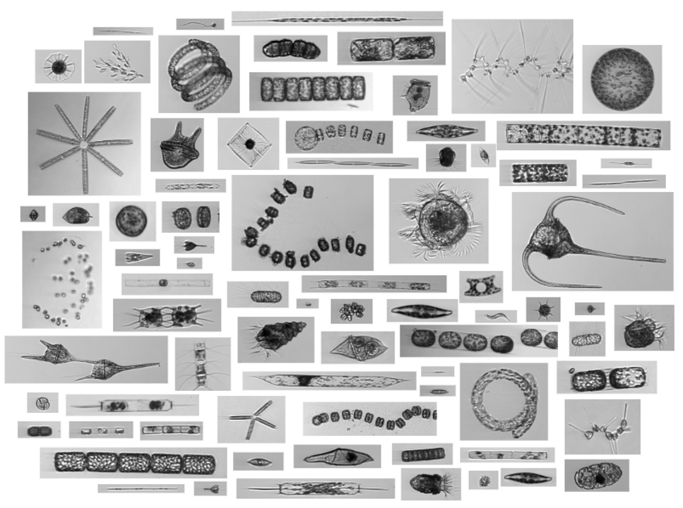 Example Imaging FlowCytobot plankton images from the Sosik Lab at WHOI.