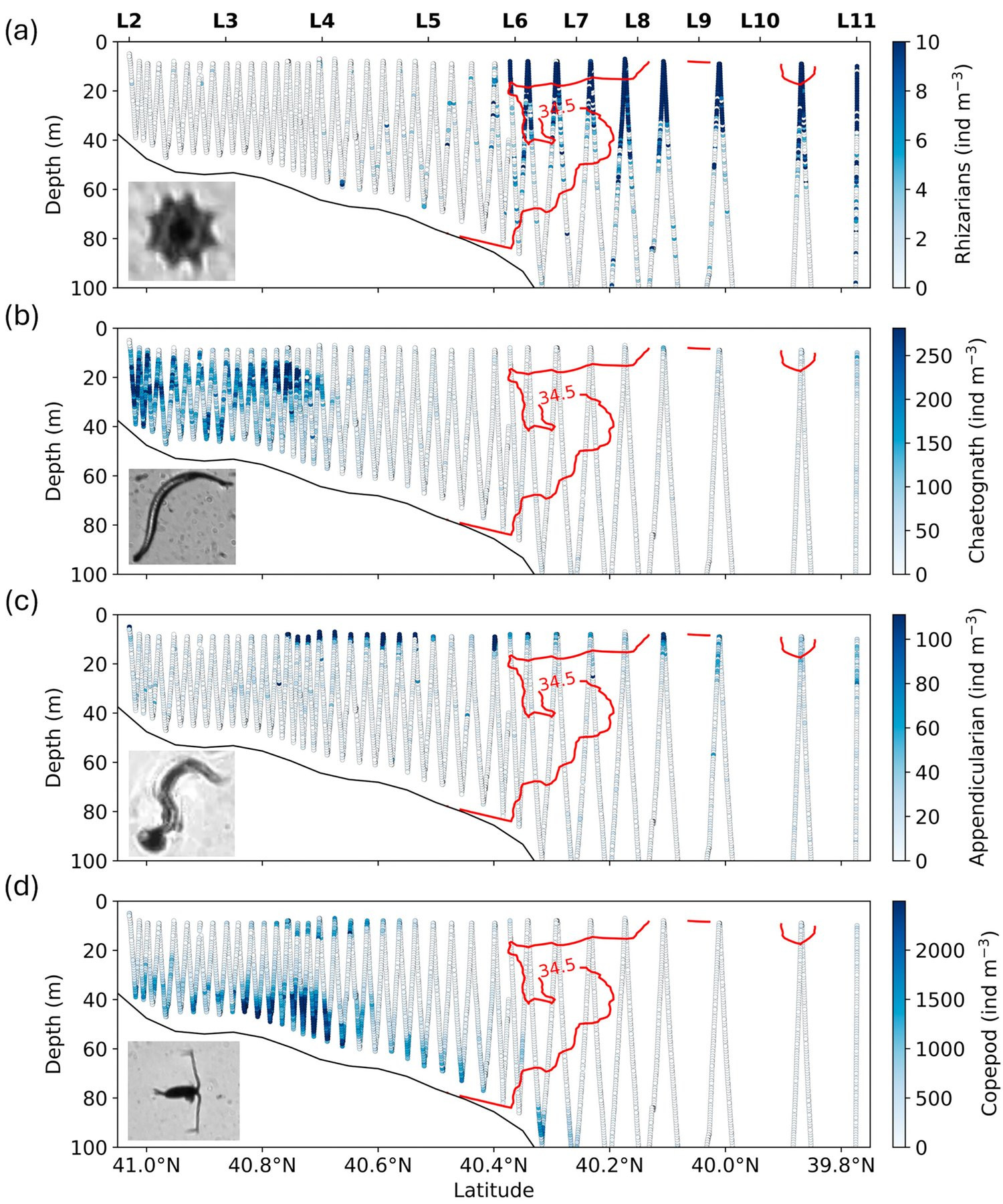 Shadowgraph-derived zooplankton distribution visualization.